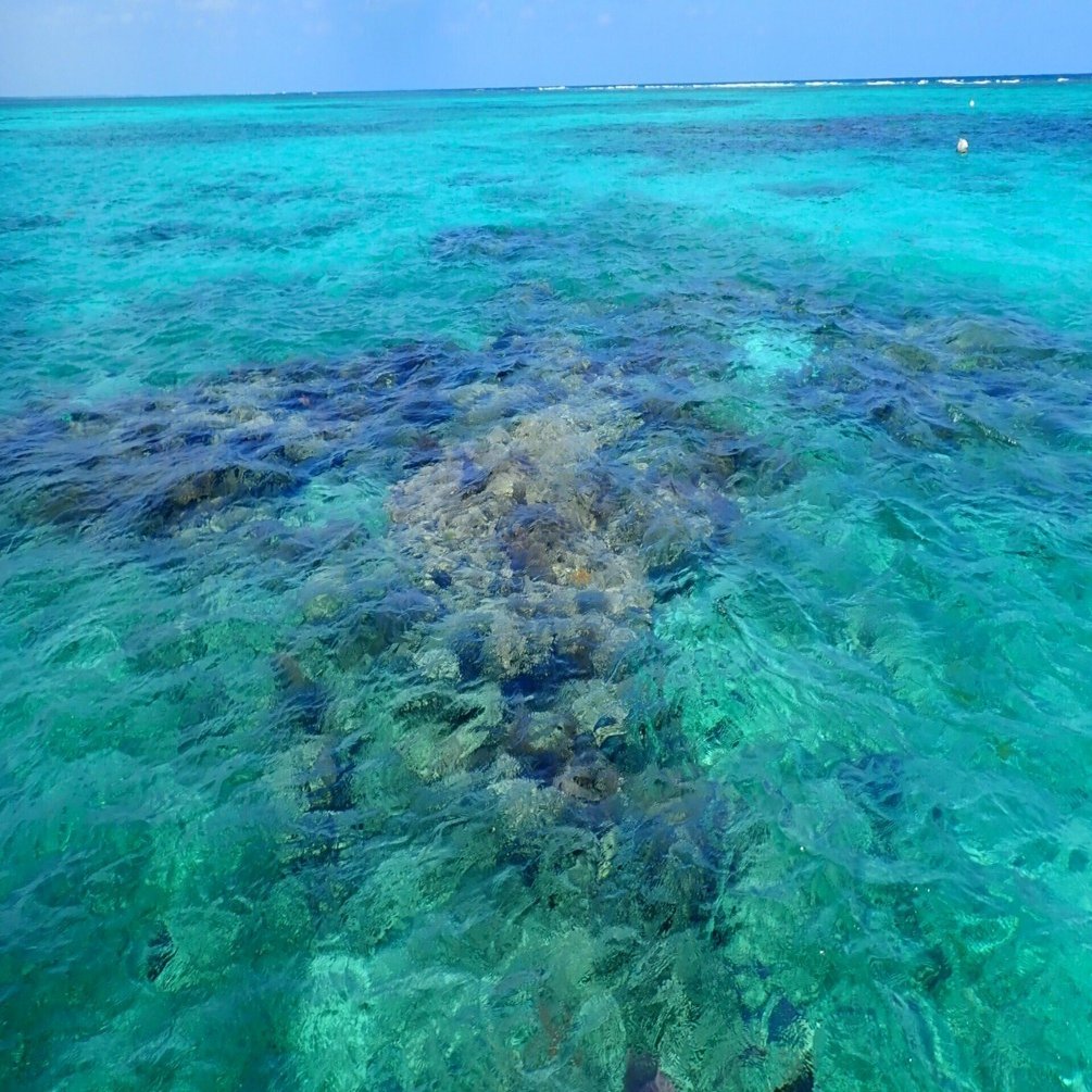 生命の少ない場所ほど、なぜか地球が美しく見えた― カリブ海[海の砂漠