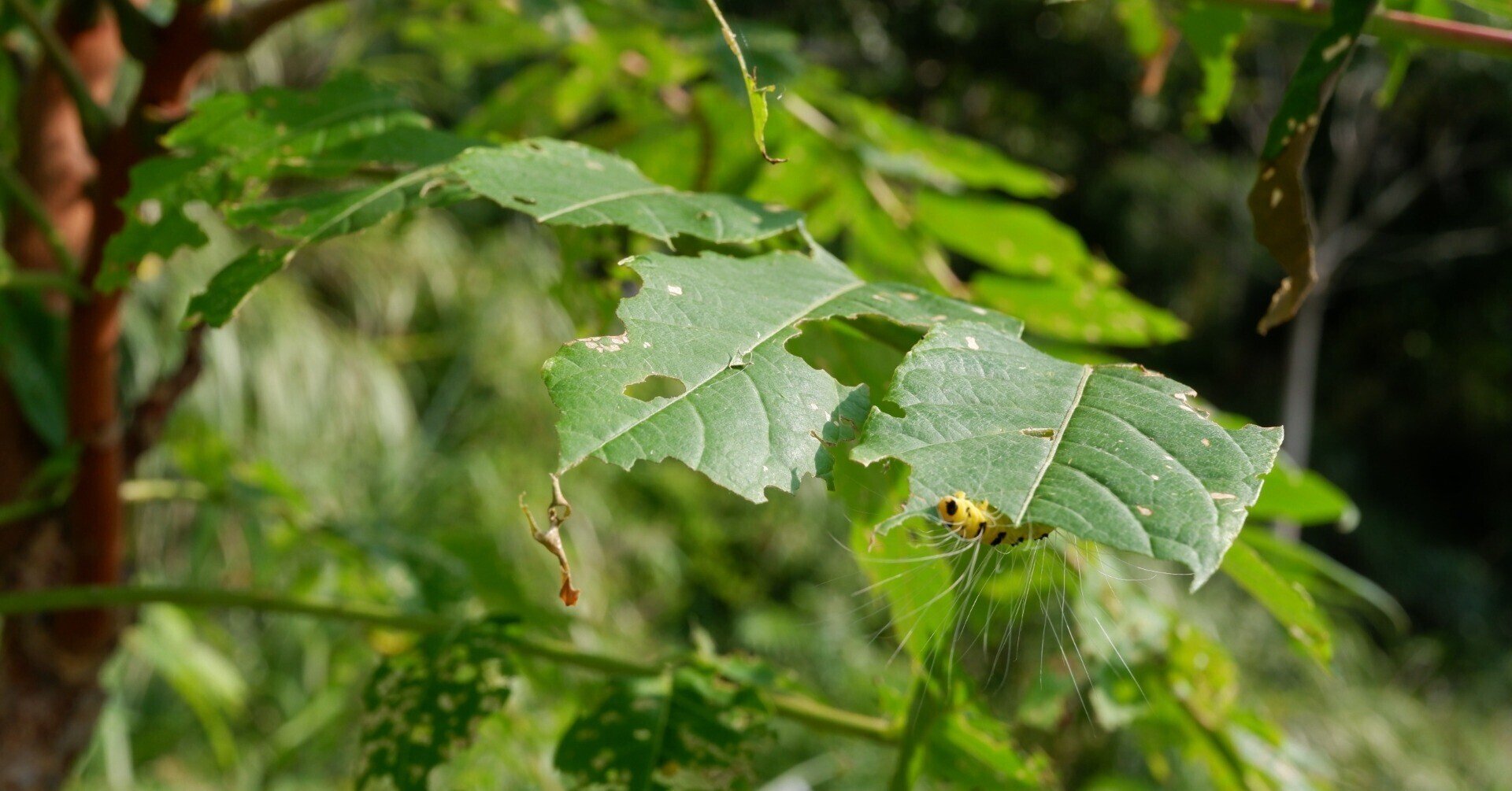虫秘茶の製法は実に合理的でした