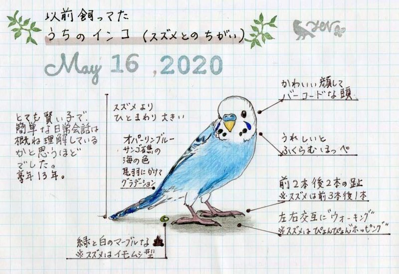 サルやイヌより知能が高かった うちのインコの思い出 May 16 Hitaki Note