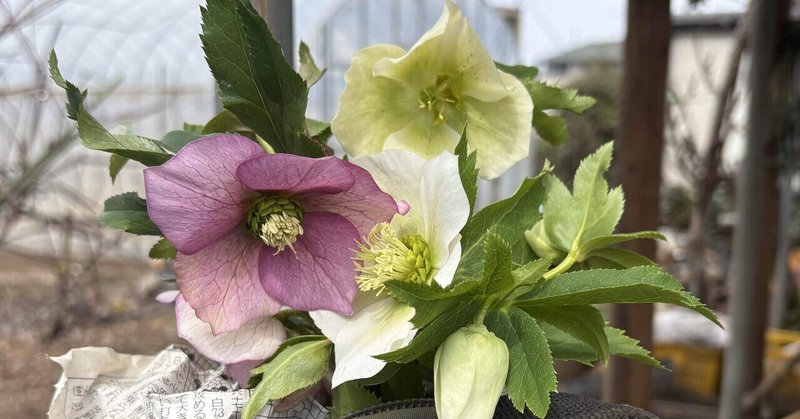 畑の学校 北あかりとメークインの定植