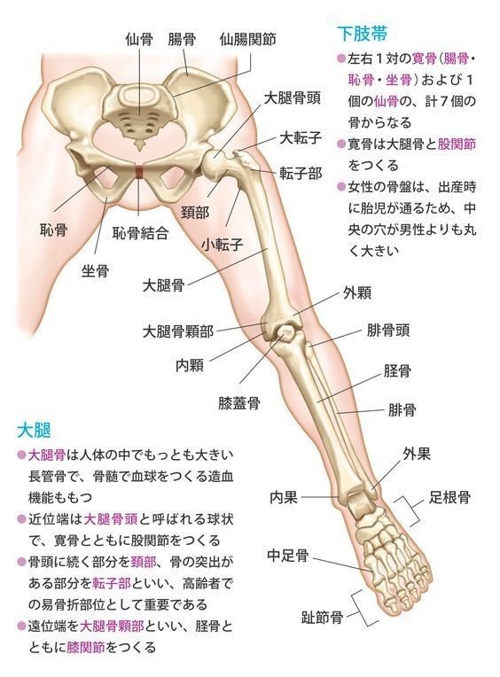 健康的にダイエット お尻と足のでっぱりについて考える 大転子って でっぱり を解消できるストレッチやトレーニング 読んだ人がちょっと元気になるブログ Note