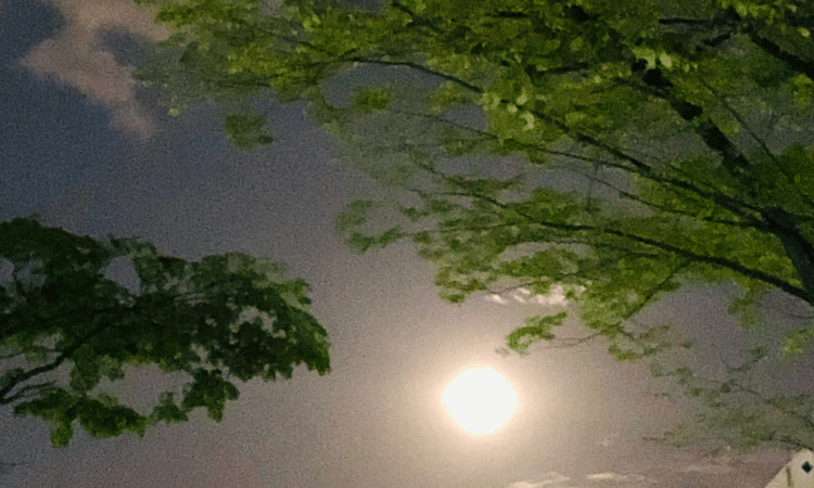 2020年５月16日 ５月ウエサク満月(５月7日)の満月。今日は雨の1日だったのでウォーキングは諦め空の写真が撮れなかったので過去の宇宙の写真を。その日は、宇宙からのパワフルなエネルギーが降り注ぐと言われる五月満月の夜。久しぶりの職場勤務の帰りに、疲労を感じながらPCを背負って登る坂道の上に輝いていました。周りの植物たちも、ピンっと葉を月の光に向けてエネルギーを浴びて生き生きしているように感じて、、私も植物たちと一緒に混じって月光浴をしたのでした。不思議と疲れが剥がれて宇宙に浮かぶようでした。