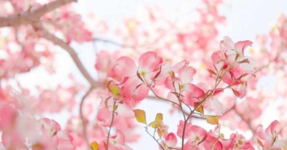 4 10 ハナミズキ 花言葉 私の思いを受け入れて こっけ Note