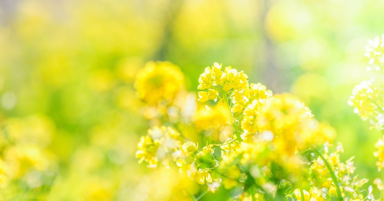 4 7 菜の花 花言葉 前向き こっけ Note