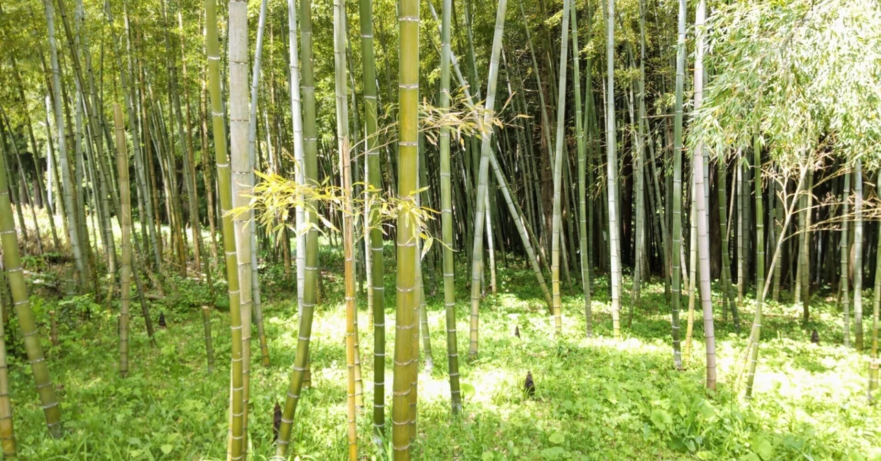 なぜ、竹林にいると心が和むのか——お釈迦様をはじめ先人が「竹林」を選んだ理由｜take.up123