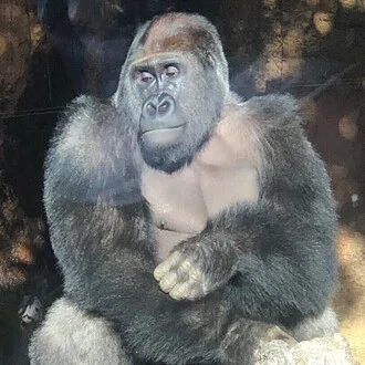 益史(ますふみ)｜自動化ゴリラ🦍