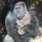 益史(ますふみ)｜自動化ゴリラ🦍
