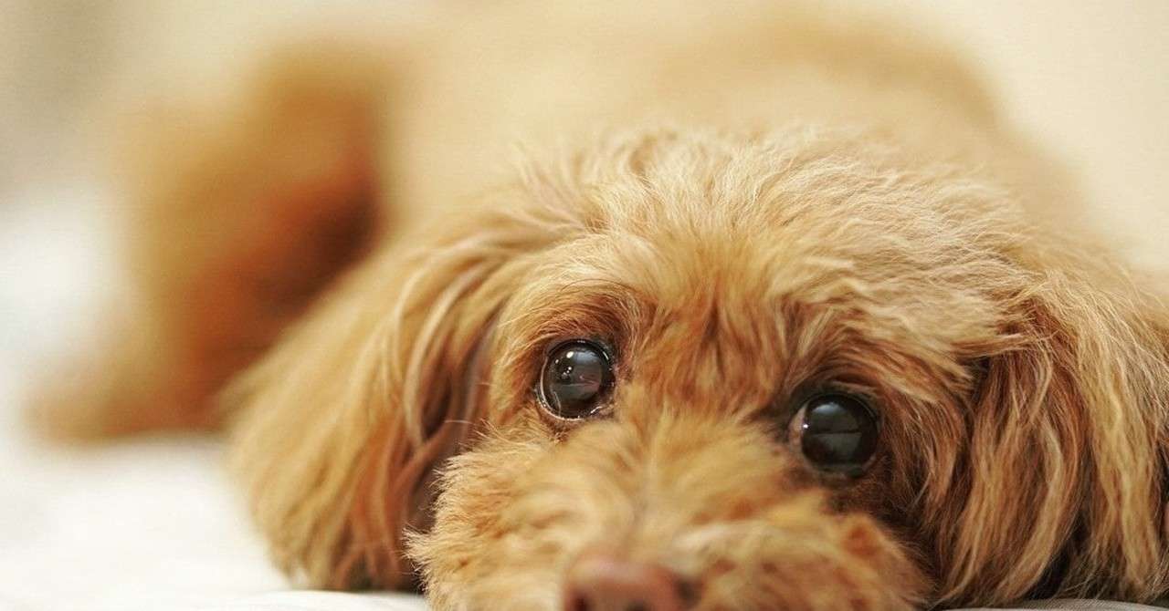 裏技鑑定人 1 伸びる犬の毛 湯沢原 Note