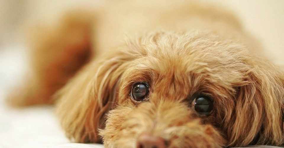 裏技鑑定人 1 伸びる犬の毛 湯沢原 Note