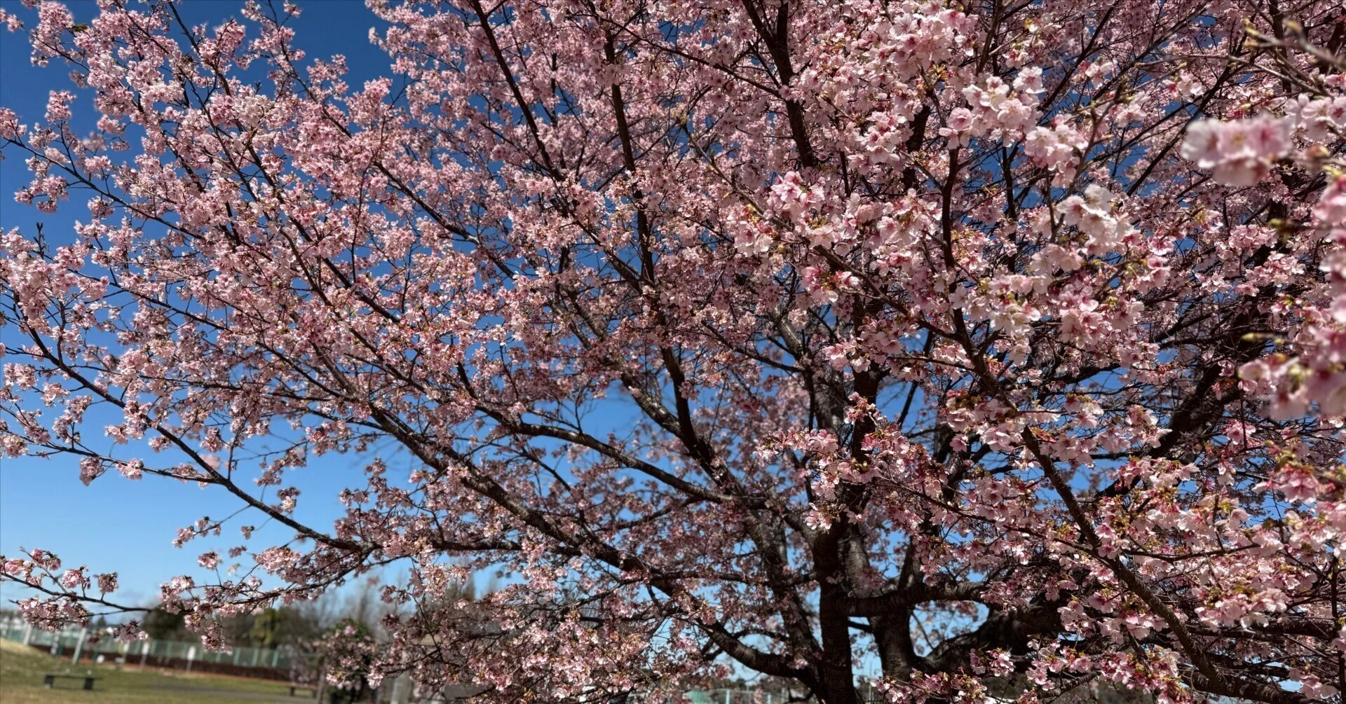 A Spring Stroll in Fureai no Mori: O-kanzakura and the Tairyo