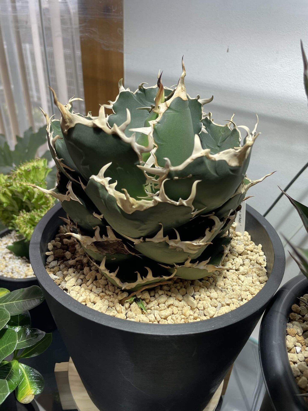 我が家の御神木、御神アガベと子白鯨｜植楽｜Shokuraku