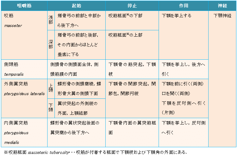 運動器の解剖学 筋学 各論 頭部の筋について K5 Note 運動器の解剖学 筋学 各論 頭部の筋について K5 Note
