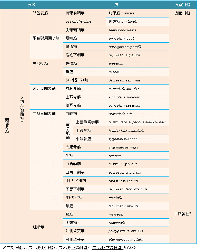 運動器の解剖学 筋学 各論 頭部の筋について K5 Note 運動器の解剖学 筋学 各論 頭部の筋について K5 Note
