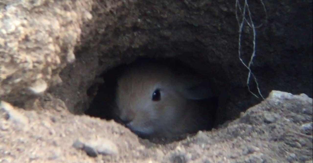 Go Down The Rabbit Hole って ウサギの穴に入る っていうこと