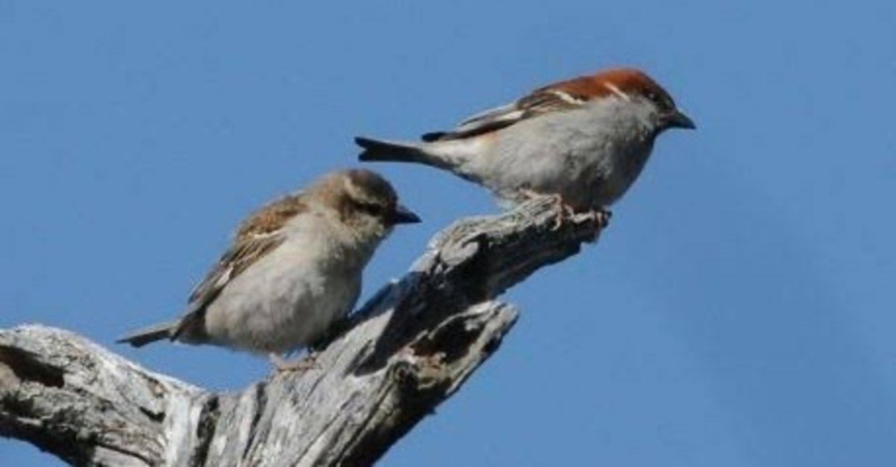 第1018回 渡鳥のニュウナイスズメ 翆野 大地 Note 第1018回 渡鳥のニュウナイスズメ 翆野 大地 Note