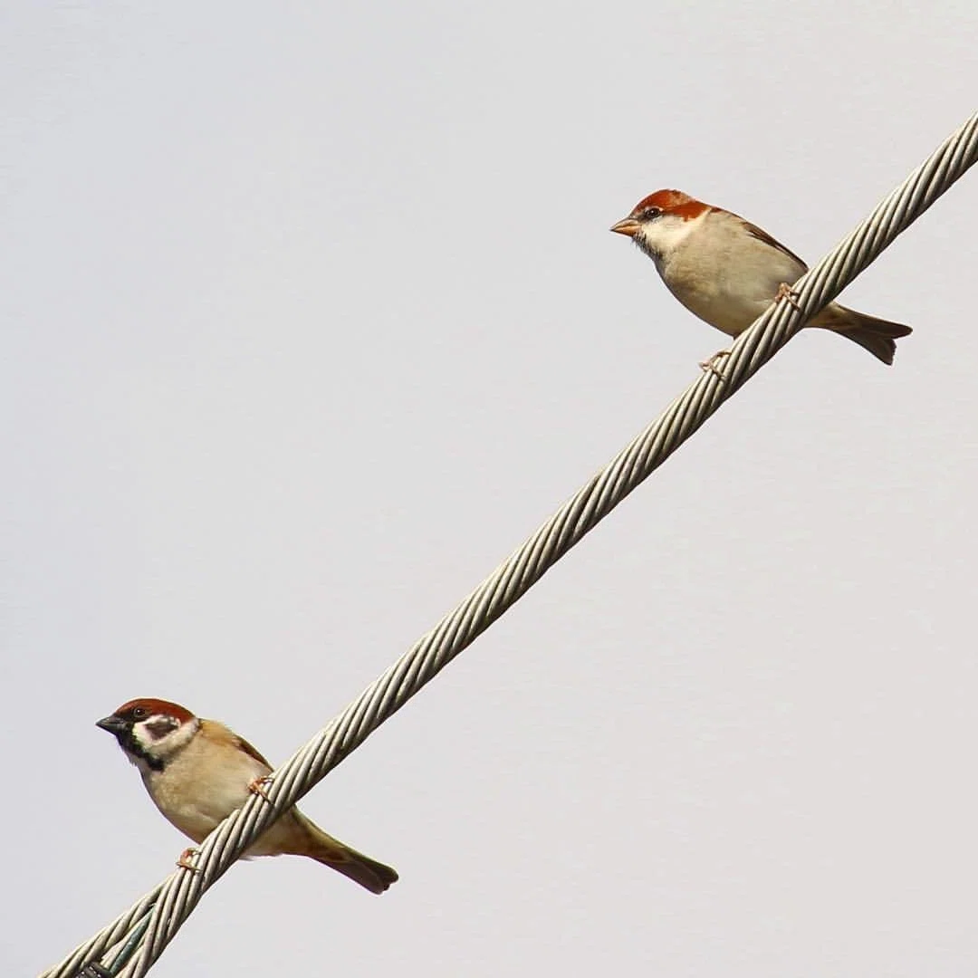 第1018回 渡鳥のニュウナイスズメ｜翆野 大地