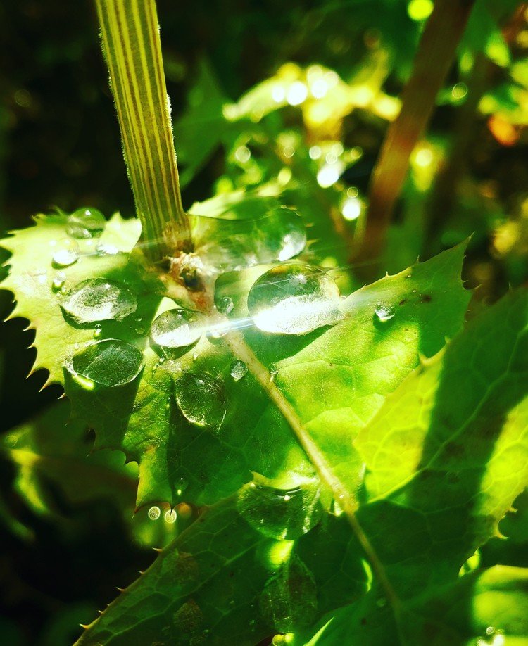 おはよーございます。

雨上がりの晴天朝。
水玉宝石がアチコチドチラコチラに居て、世界が輝いておりました。

さて暑くなりそです。



#sky #summer #love #moritaMiW #空 #初夏 #佳い一日の始まり