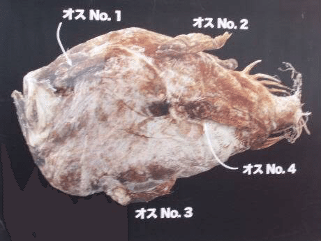 オス チョウチン アンコウ 雄雌が融合する深海魚の免疫システム