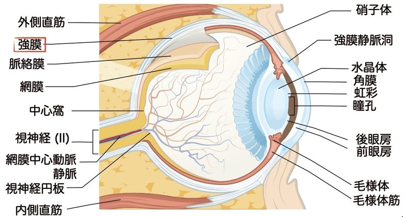 眼球強膜は密性結合組織