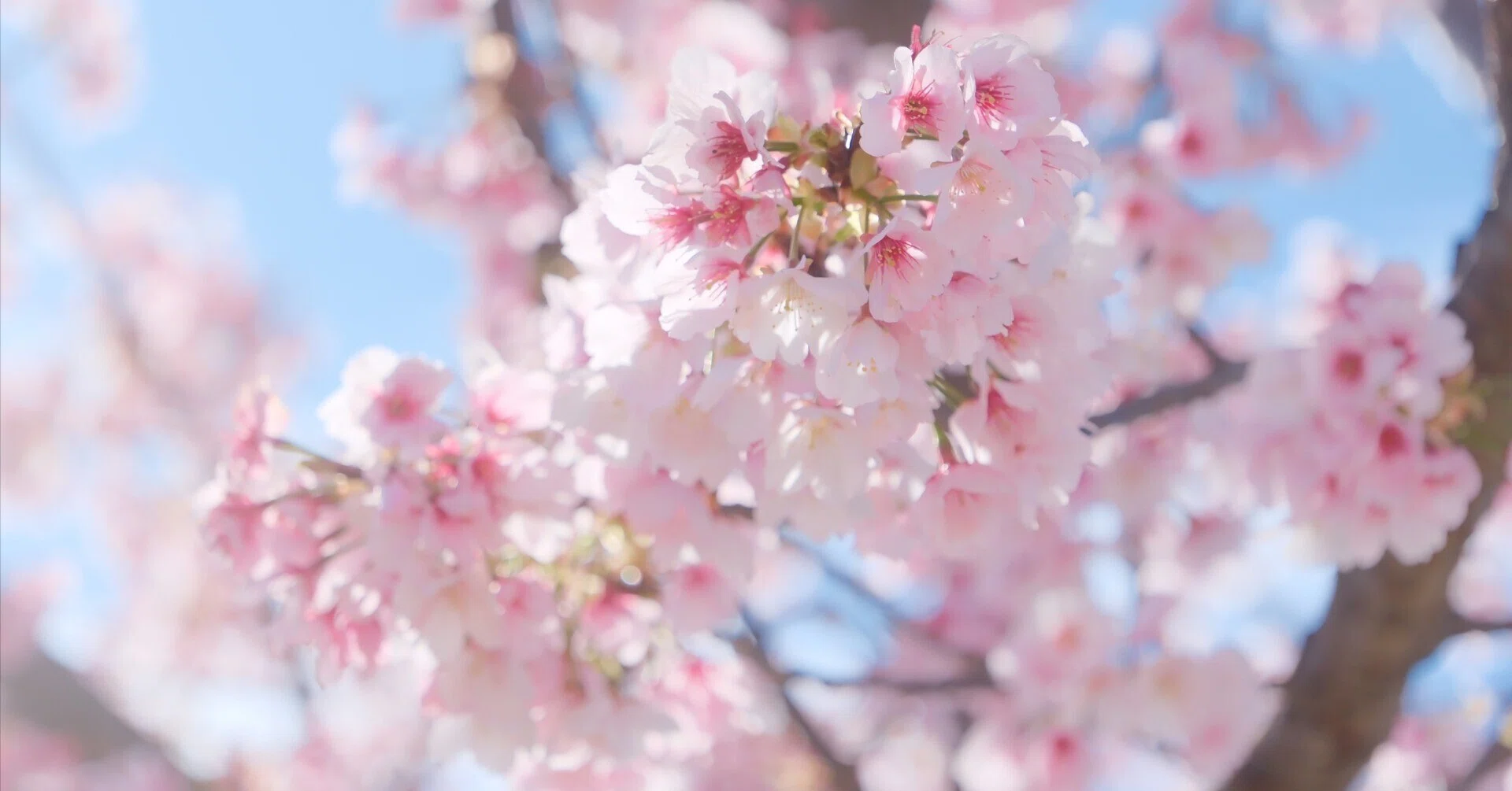 中川沿いの桜 X-T5 : Tamron 18-300mm F/3.5-6.3｜シェル