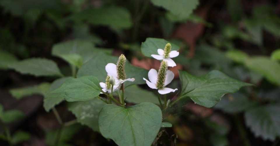 こんなにある ドクダミの効能と活用法 こうへい 循環する暮らしとコミュニティ Note