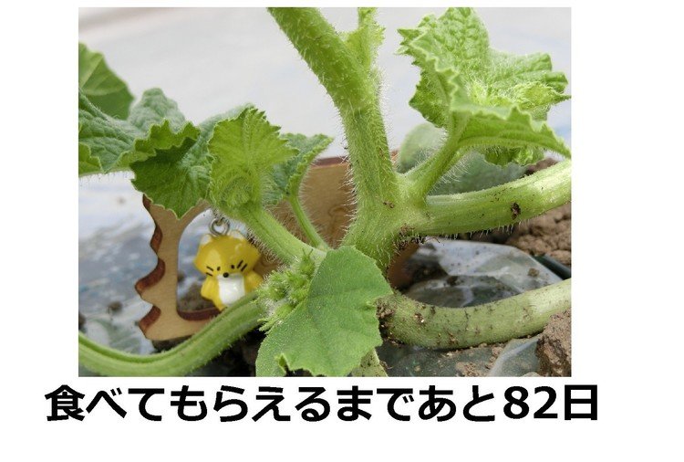 脇から雄花のつぼみが出始めています。いよいよ根付いてくれた様子です。※農園へのコンタクトはこちら http://furano-kanofarm.com/