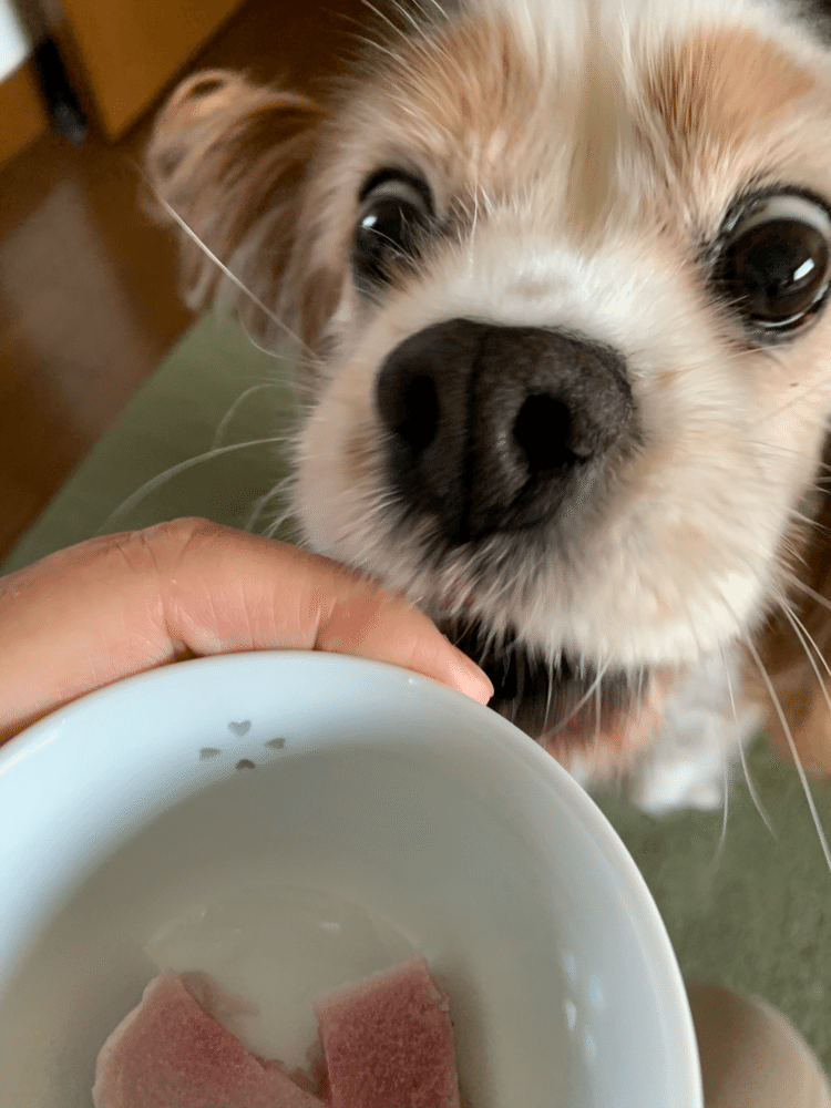 犬の手作りおやつ の新着タグ記事一覧 Note つくる つながる とどける