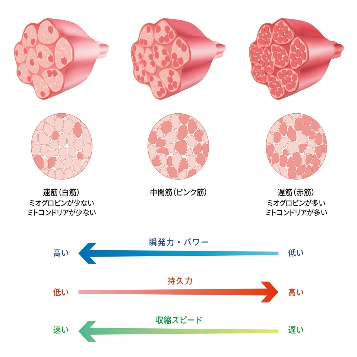 どうやったら筋肉ってつくの 筋肉について少し勉強すると効率アップかも Hide パーソナルジム経営 スポーツ指導 Note