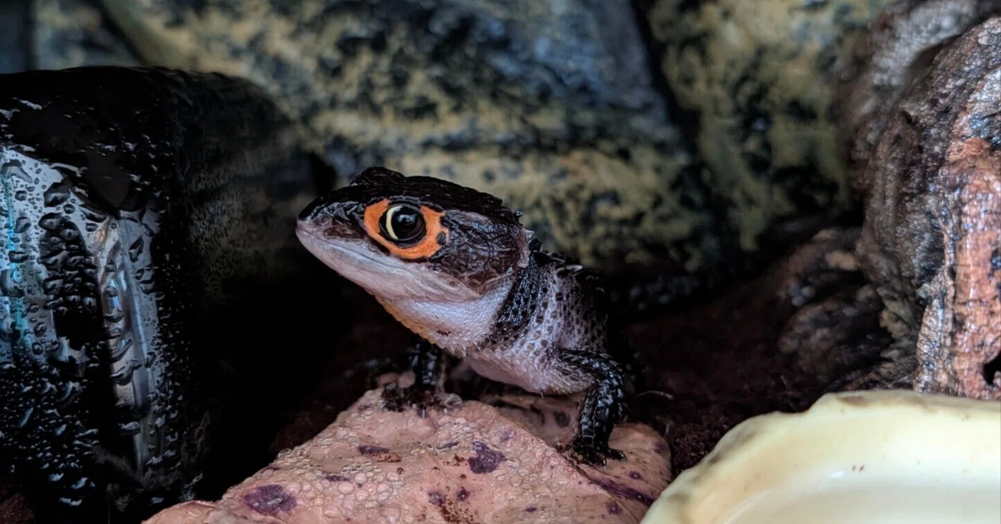 ソイルに白カビを生やした飼育者が辿り着いた、アカメカブトトカゲの床