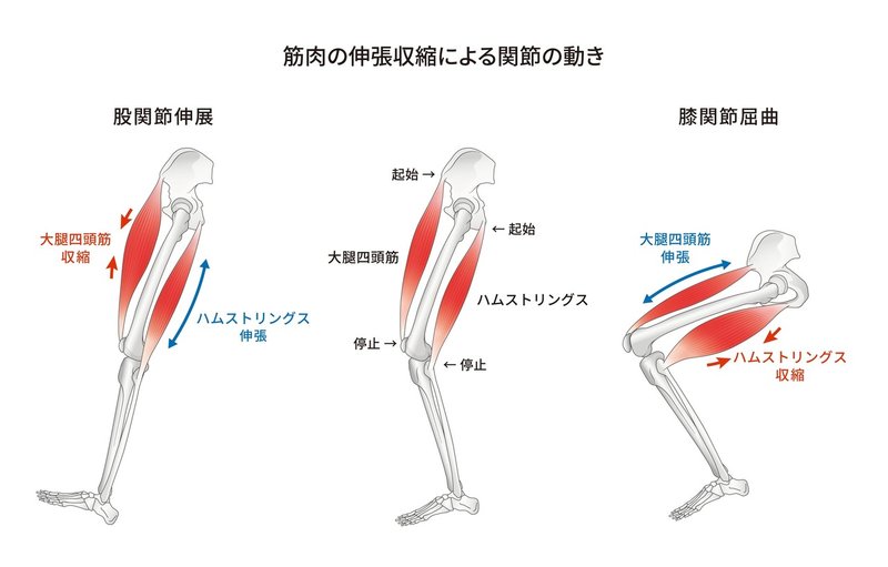 筋肉による関節動作