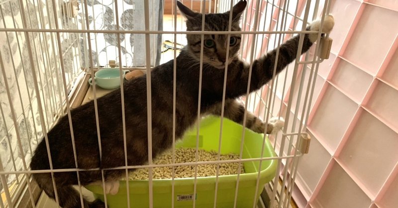 ちまきくん家猫修行中 しっぽのしらべ Note