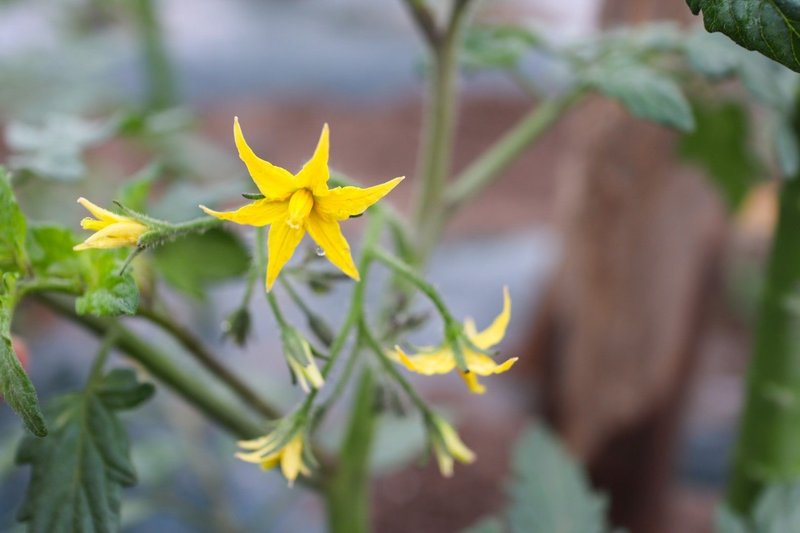 我が家の野菜たちの成長記録 ミニトマトの花が咲いた かじー 山形 フォトログメイン Note
