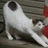 ごんごん