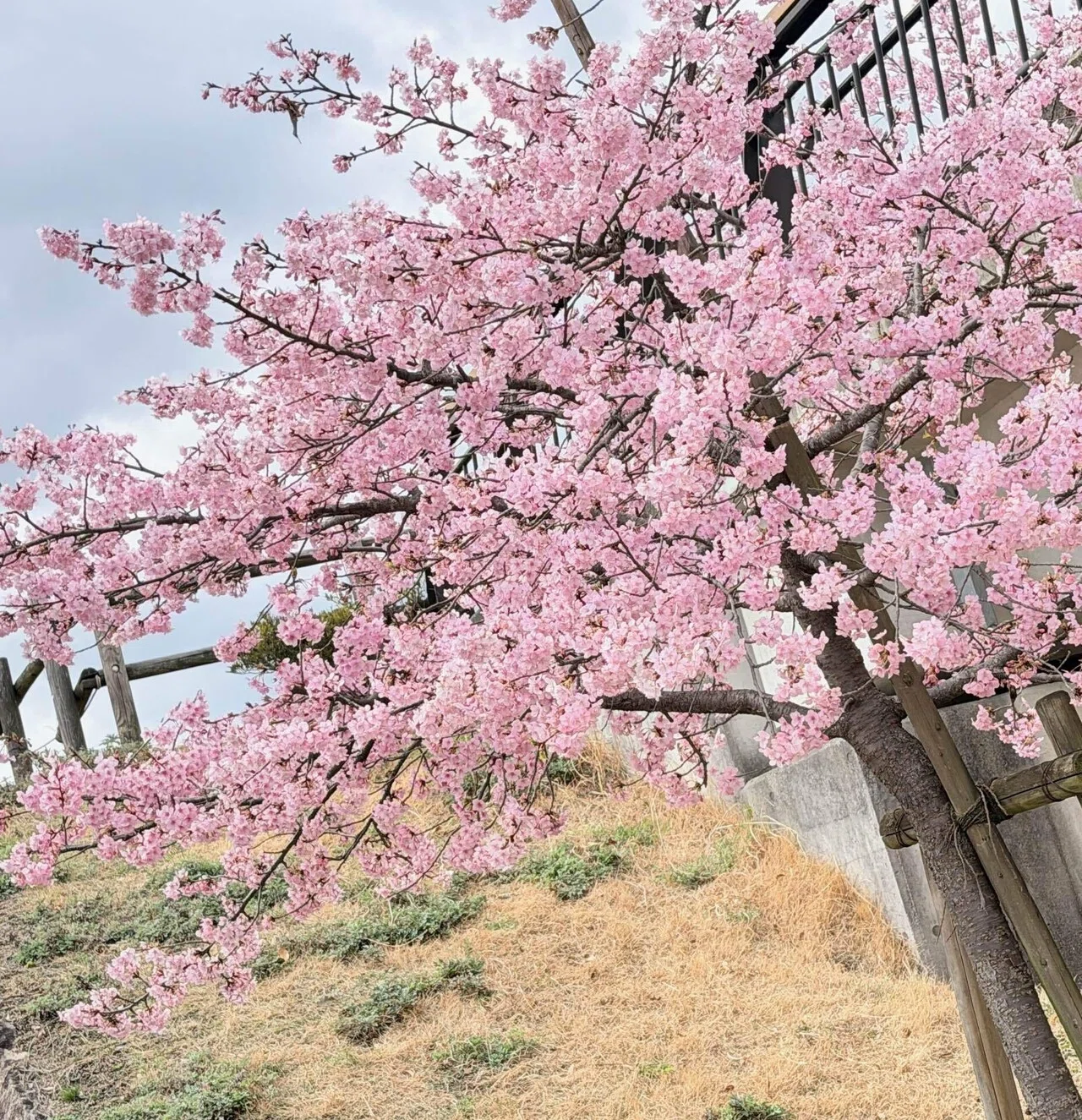 奈良県馬見丘陵公園の河津桜｜NaraTabi