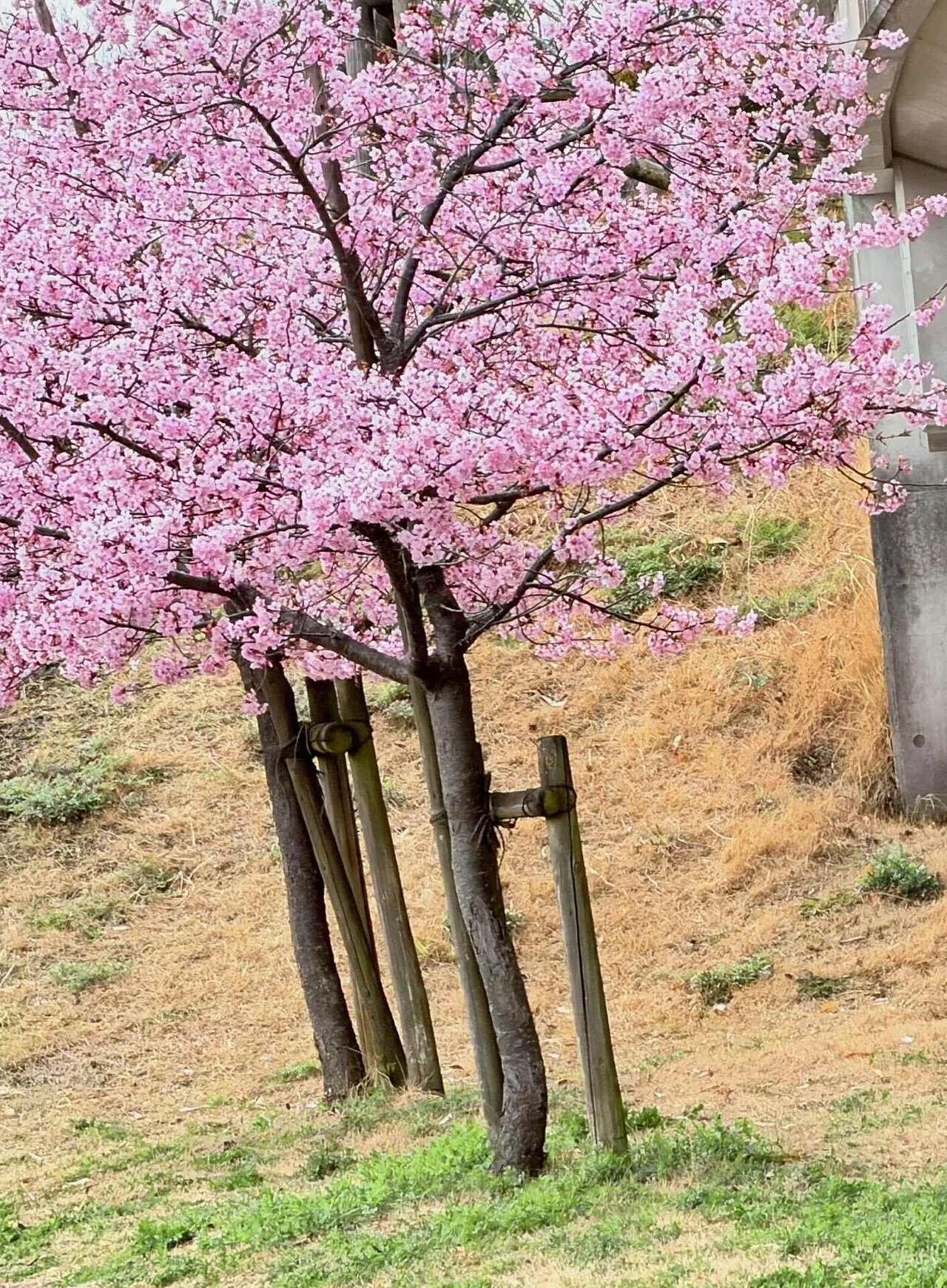 奈良県馬見丘陵公園の河津桜｜NaraTabi