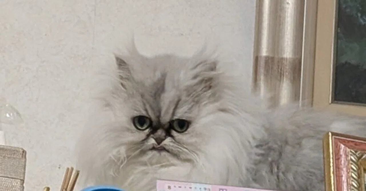 猫のトリミングに行った話|灰音 猫のトリミングに行った話|灰音