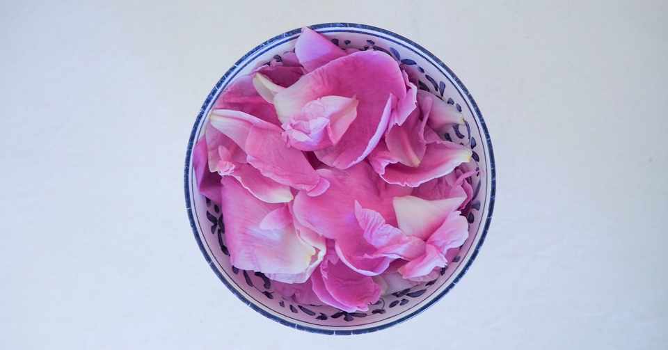 芍薬が咲かなかったときの楽しみ方 Ephemera Note