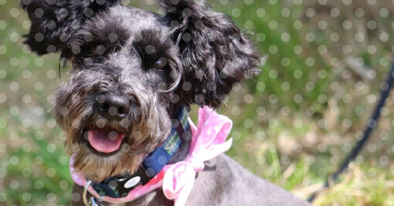 ミニチュア シュナウザーはいいぞ ゆみこ Note