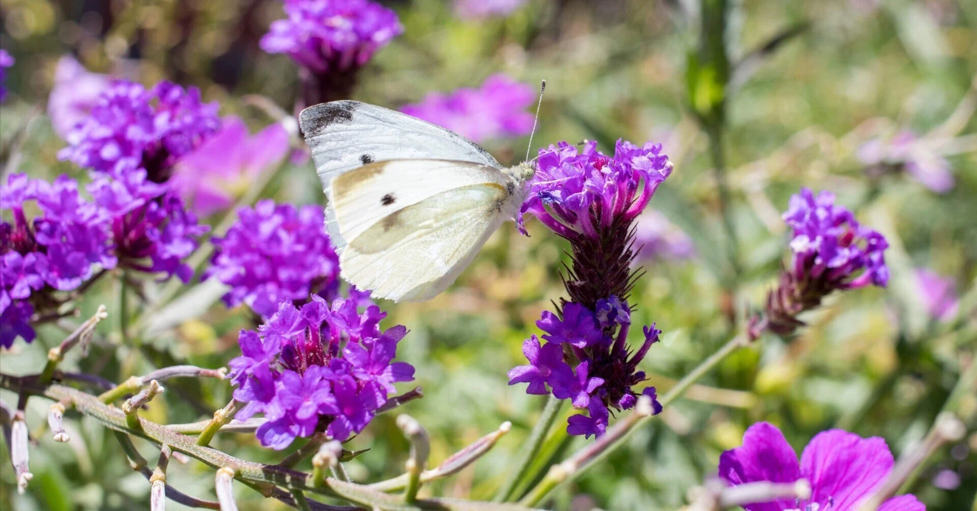 オマージョデダリ 蝶ではない h060112_005-monarch-butterfly.