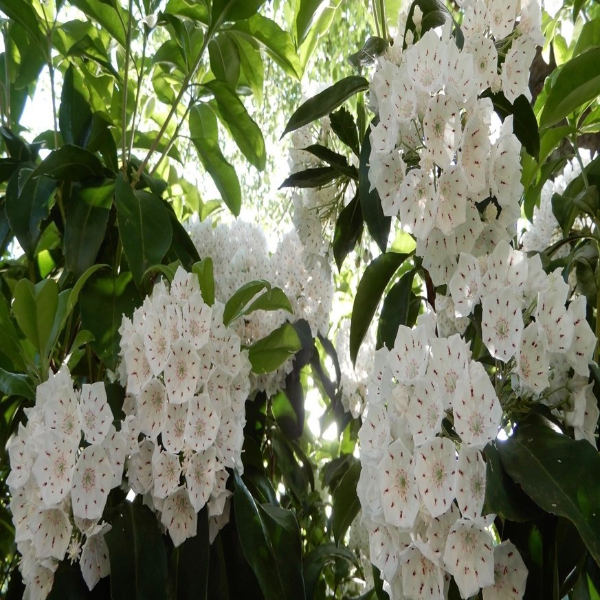 カルミン Le Yusee Note