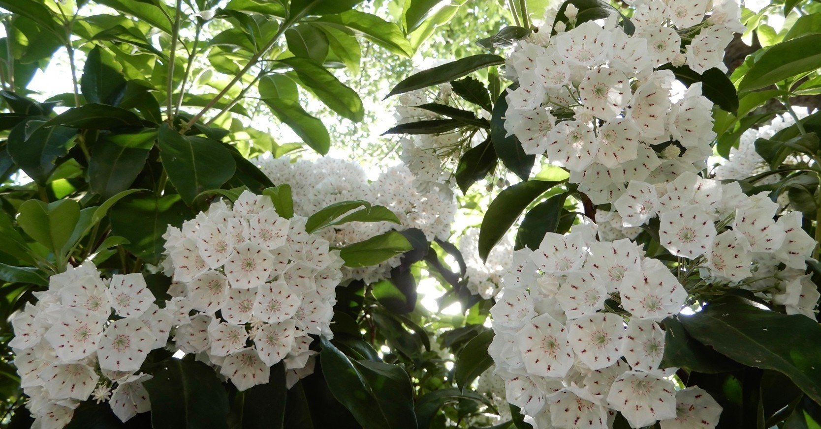 カルミン Le Yusee Note カルミン Le Yusee Note