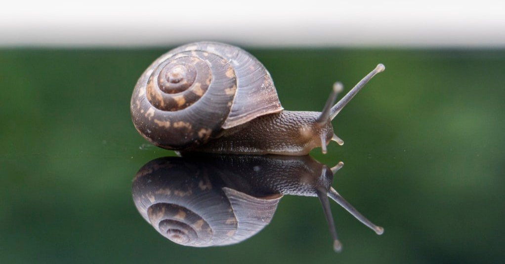 かたつむりと天使。｜ミーアキャット
