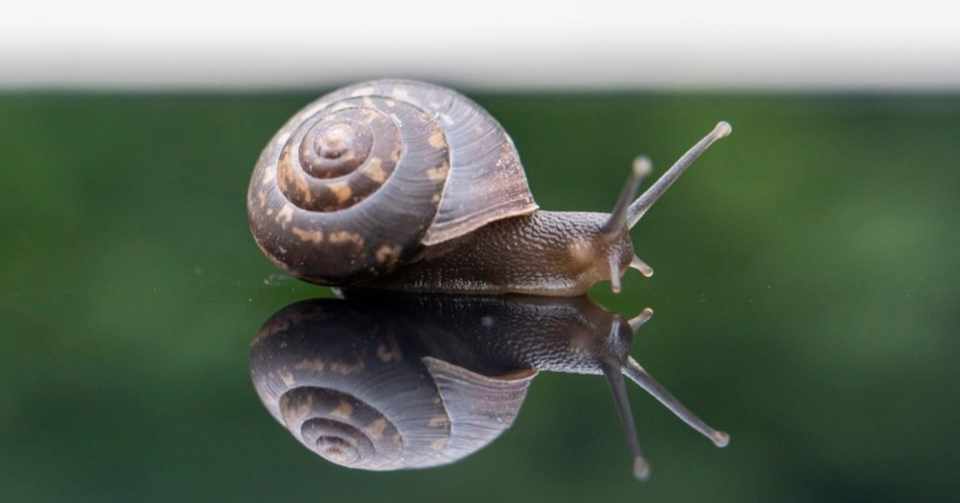 かたつむりと天使 ミーアキャット Note