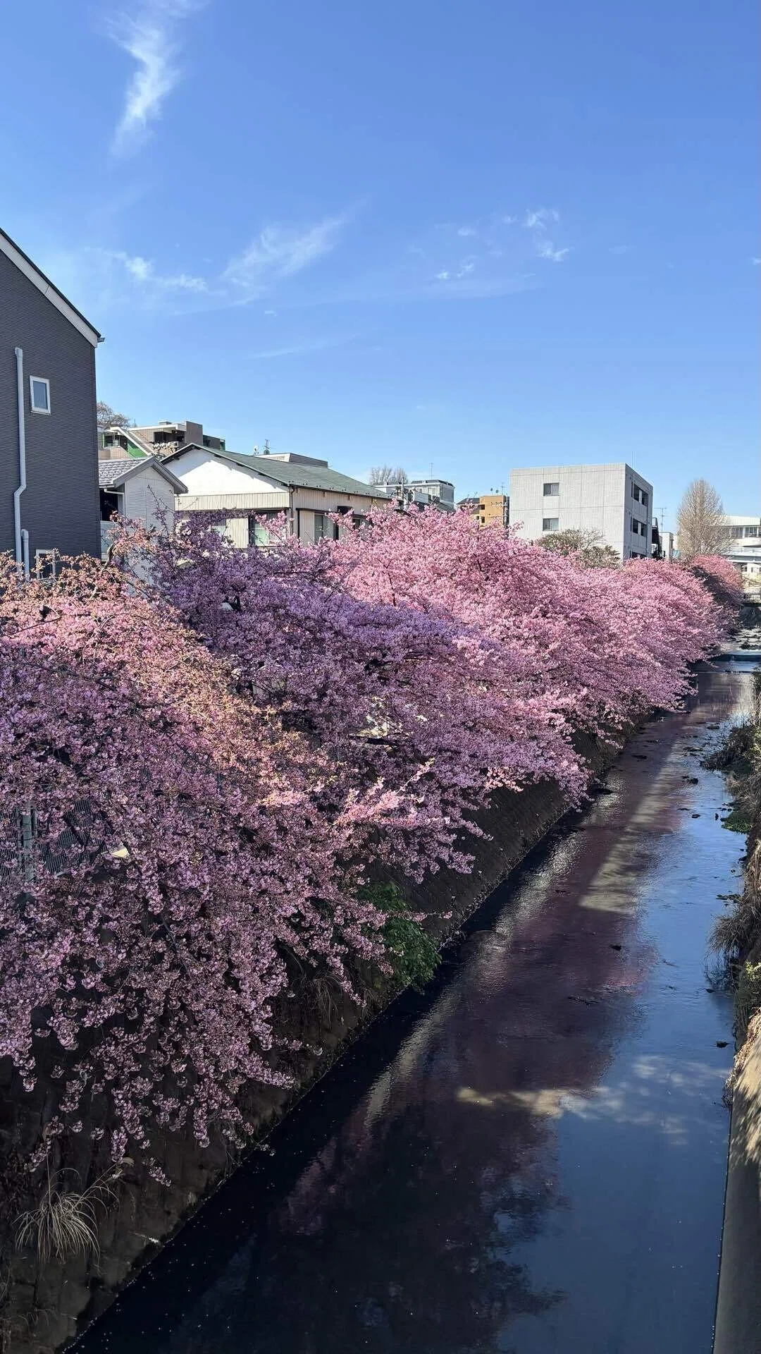 河津桜を見に行く￤2026やりたいこと4｜ひとりでやってみた。/mochi