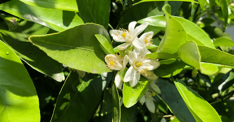 蜜柑の花の香りと母の香り Maa Note