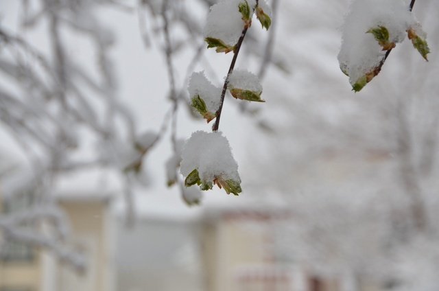 ようやく芽を付けこれから咲こうと言う時にこの雪。