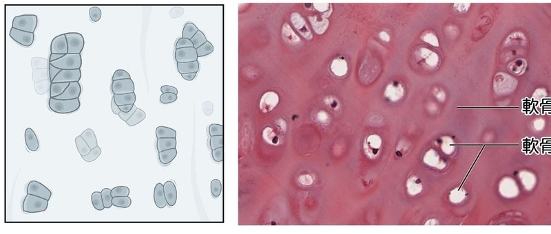 1 2 5 結合組織 軟骨組織 一問一答 マガジン記事 黒澤一弘 Note