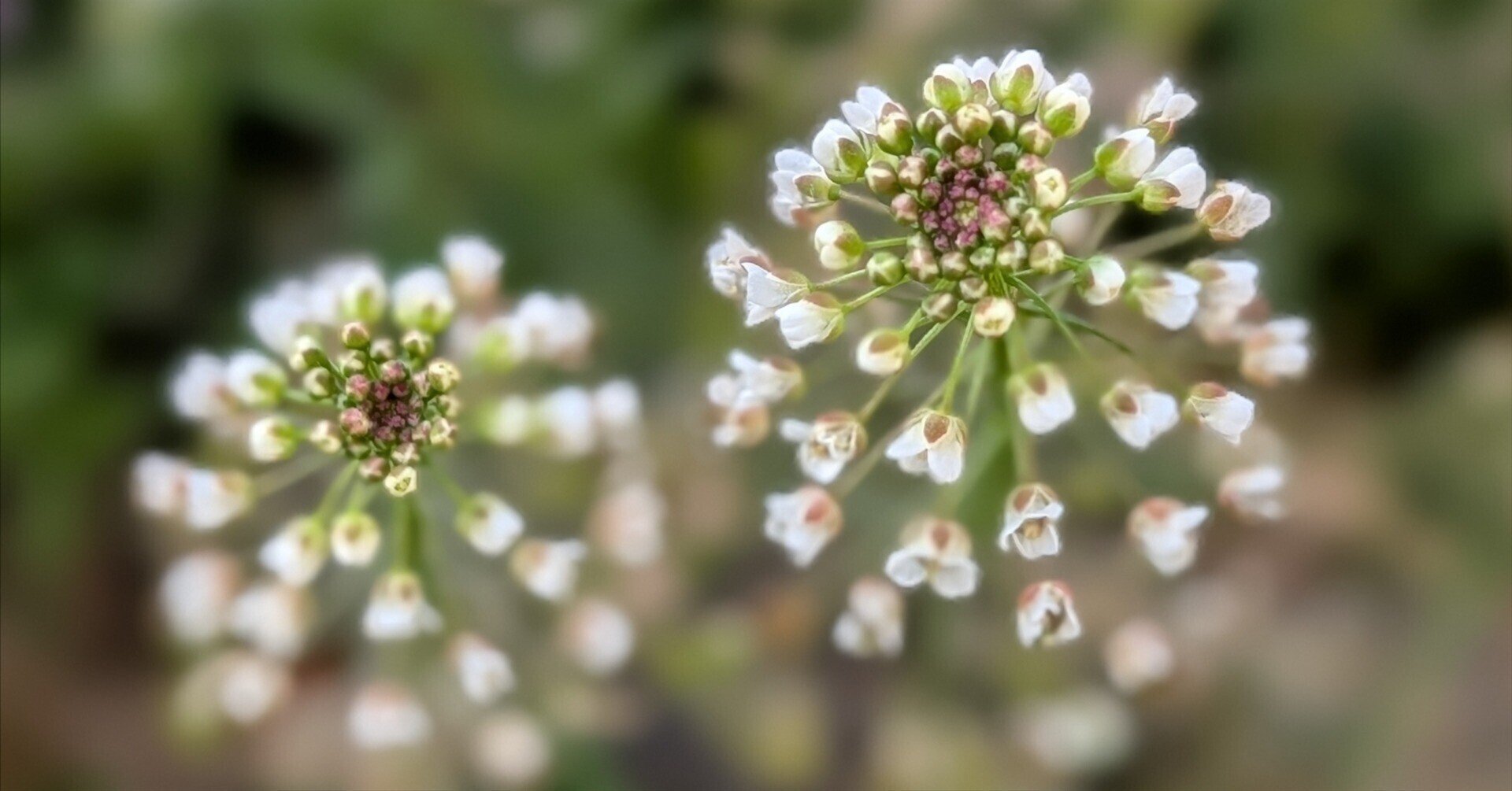 ぺんぺん草 ぺんぺん草（ナズナ）って何？ 花言葉や生薬としての効果、おいしい