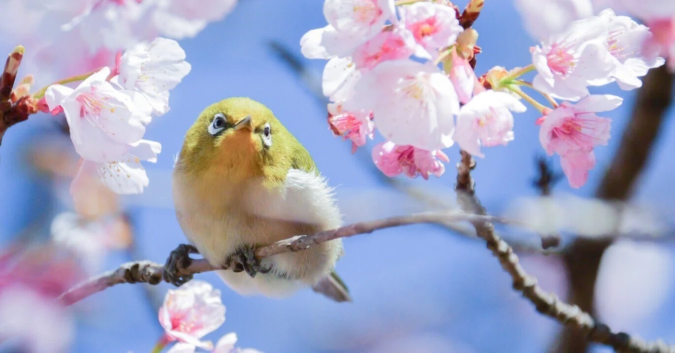 春が来た、メジロが来た - マイクロフォーサーズで鳥を撮る｜はなち みつき