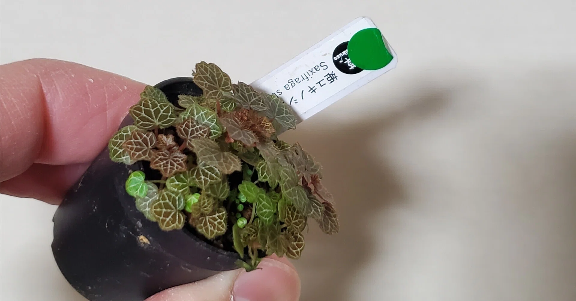 苔テラリウムに使える植物 姫ユキノシタ｜moss paradise3055（モスパラ）